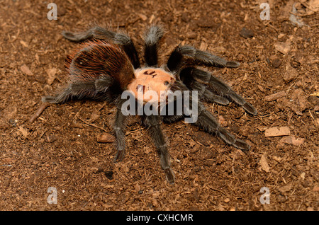 schöne subadulte weibliche mexikanischen goldenen Roten Bürzel Vogelspinne (Brachypelma Albiceps) Stockfoto