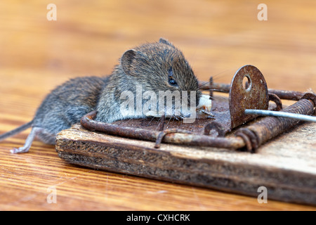 Tote Maus in einer Mausefalle Stockfoto