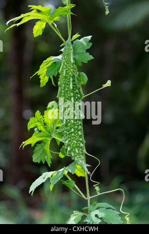 Momordica Charantia. Bitter Melonen wachsen an den Rebstöcken in einem indischen Garten Stockfoto