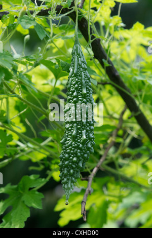 Momordica Charantia. Bitter Melonen wachsen an den Rebstöcken in einem indischen Garten Stockfoto