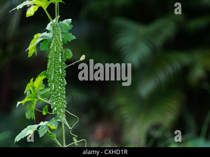 Momordica Charantia. Bitter Melonen wachsen an den Rebstöcken in einem indischen Garten Stockfoto