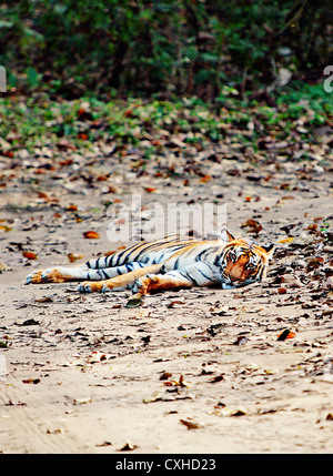 Tiger (3 Jahre alt, weiblich) auf einer Straße in Dhikala Bereich in Jim Corbett Tiger Reserve, Indien. Stockfoto