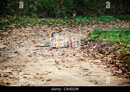 Tiger (3 Jahre alt, weiblich) auf einer Straße in Dhikala Bereich in Jim Corbett Tiger Reserve, Indien. Stockfoto