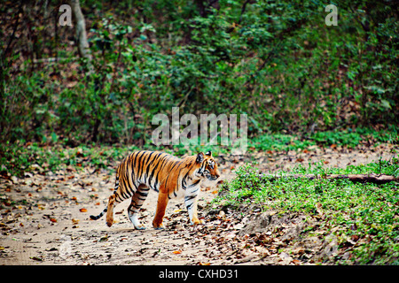 Tiger (3 Jahre alt, weiblich) auf einer Straße in Dhikala Bereich in Jim Corbett Tiger Reserve, Indien. Stockfoto