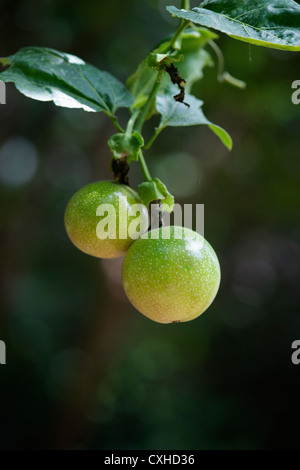 Passiflora Edulis Flavicarpa. Maracuja-Blume in Indien Stockfoto