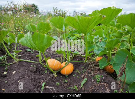 Wachsenden Kürbisse in einem Feld. Stockfoto