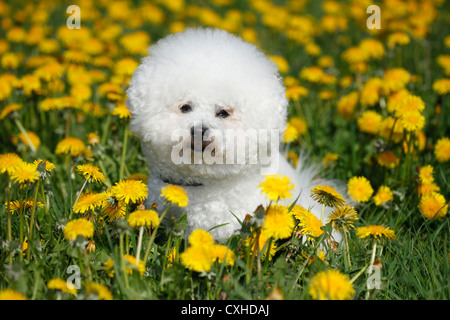 Bichon Frise sitzt Stockfoto