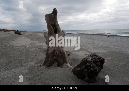 Das Meer geformt fantastische Strukturen in diesem Totholz in der Nähe von Ship Creek in Neuseelands Westküste.  Treibholz in Neuseeland. Stockfoto