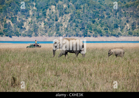 Wilde Elefanten in Dhikala Bereich in Jim Corbett Tiger Reserve, Indien. Stockfoto