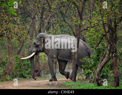 Wilde Elefanten überqueren einer Straße in Dhikala Bereich in Jim Corbett Tiger Reserve, Indien. Stockfoto