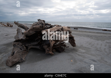 Das Meer geformt fantastische Strukturen in diesem Totholz in der Nähe von Ship Creek in Neuseelands Westküste.  Treibholz in Neuseeland. Stockfoto