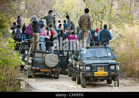 Jemand hat ein Tiger gesichtet. Dadurch entsteht einen riesiger Stau im Bijrani Bereich in Jim Corbett Tiger Reserve, Indien. Stockfoto