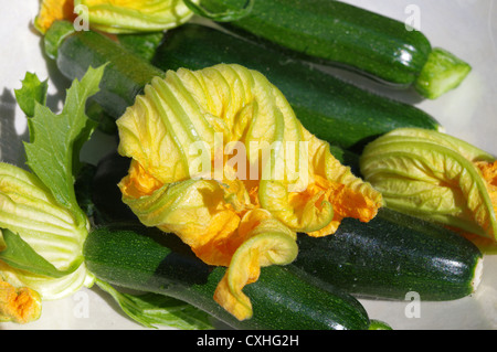 Zucchini mit gelben Zucchini Blume im Bild. Stockfoto