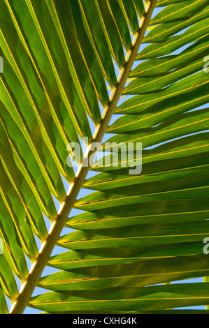 Blatt der Kokospalme Stockfoto