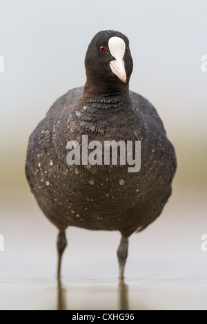 Nahaufnahme einer eurasischen Blässhuhn (Fulica Atra) waten, frontalen Ansicht Stockfoto