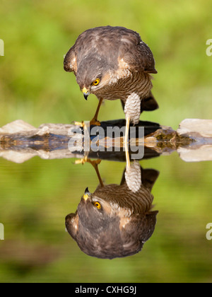 Eurasion Sperber (Accipiter Nisus) spiegelt sich in einer Lache des Wassers während des Trinkens, frontal, Porträt Stockfoto