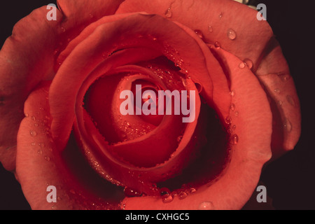 rote rose Nahaufnahme Stockfoto