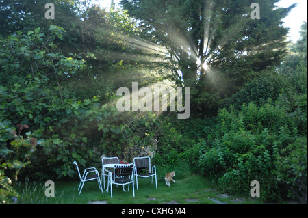 Am Morgen die Sonne nebligen Strahlen durch einen Nadelbaum-Baum in einem Devon Garten Stockfoto