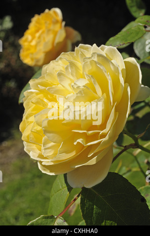 Gelbe Blume eines Baumes stieg Rosa "Charlotte" Stockfoto