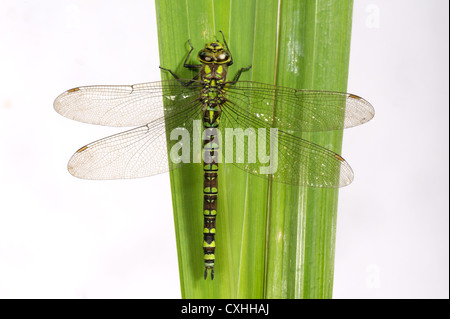 Südlichen Hawker Libelle Aeshna Cyanea auf einem Iris-Blatt Stockfoto