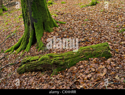 Moosbedeckten Baumstämme auf Blatt bedeckten Waldboden Killin, Perthshire, Schottland, Vereinigtes Königreich Stockfoto