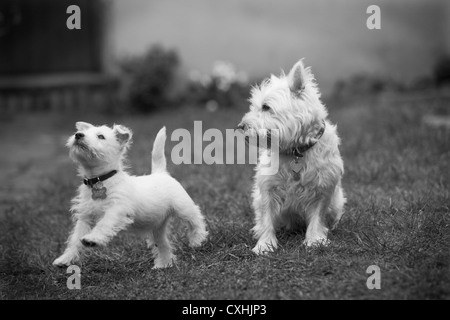 West Highland Terrier mit ihren sieben Wochen alten Welpen in schwarz und weiß Stockfoto