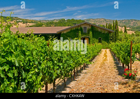 Weinberge des Napa Valley, usa Stockfoto