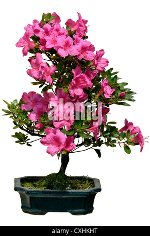 Bonsai von rosa Rhododendron blüht auf dem weißen Hintergrund isoliert Stockfoto