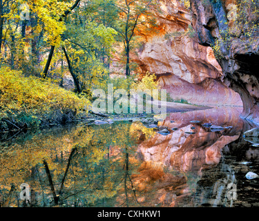 Herbstfarben auf West Fork Oak Creek. Red Rock Secret Mountain Wilderness, Arizona. Stockfoto