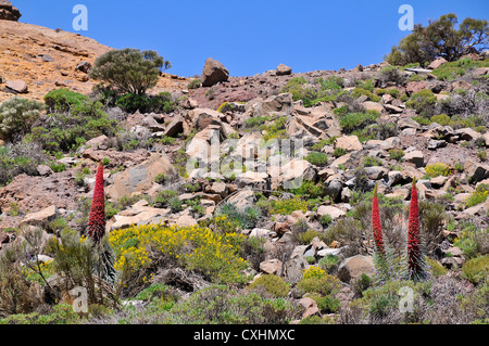 Rocky Mount blühende gelbe Strauch mit drei roten Turm der Juwelen symbolisch Blumen (Echium Wildpretii), auf Teneriffa Stockfoto