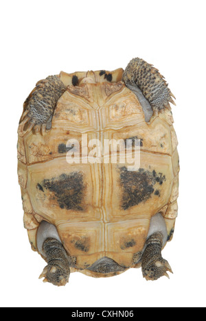 Haustier Schildkröte Elongata Elongated Schildkröte Stockfoto