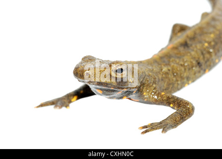 tierische chinesische Salamander isoliert Stockfoto