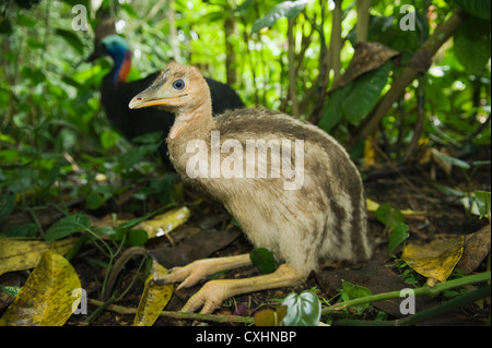 Südlichen oder Double-Wattled Helmkasuar (Casuarius Casuarius), Küken ruht neben Vater, Atherton Tablelands, Queensland Stockfoto