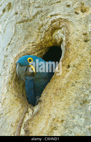 Hyazinth-Ara (Anodorhynchus Hyacinthinus) in Verschachtelung Loch, Pantanal, Brasilien Stockfoto