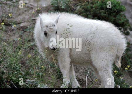 Ein Baby-Bergziege, ernähren sich von Wildblumen. Stockfoto