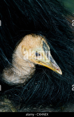 Südlichen Helmkasuar (Casuarius Casuarius) Küken ruht in Vaters Federn, Queensland, Australien WILD Stockfoto