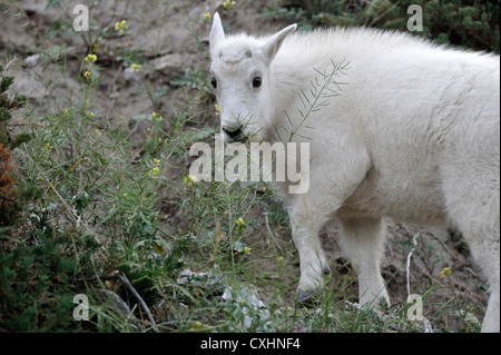 Ein Baby-Bergziege, ernähren sich von Wildblumen. Stockfoto