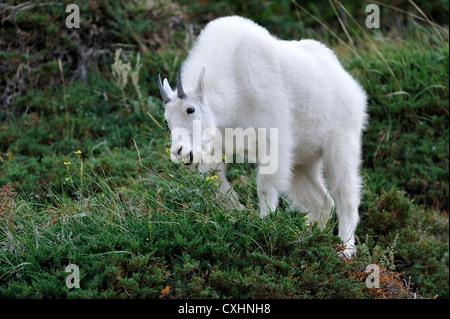 Eine Bergziege, Oreamnos Americanus, ernähren sich von wilden Blumen Stockfoto