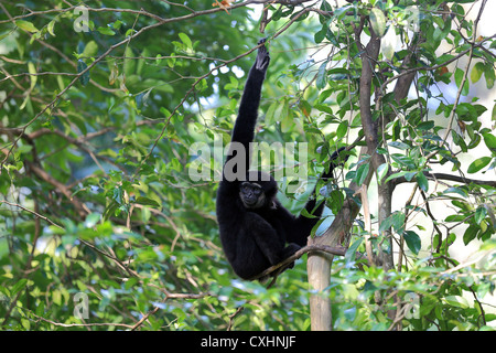 Borneo Gibbon (Hylobates Muelleri) in Malaysia Stockfoto