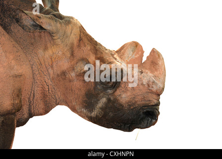 Rhino Stockfoto