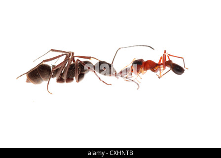 Ant und Ant mimische Spinne Stockfoto