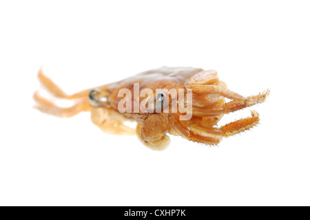 rote Krabbe Makro isoliert auf weißem Hintergrund Stockfoto