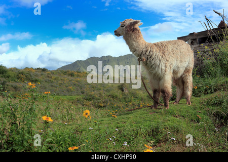 Alpaka in Tipon archäologischen Stätte, Cuzco, Peru Stockfoto