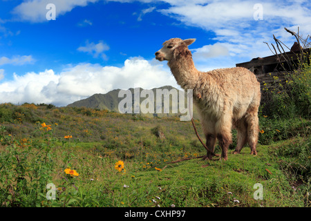 Alpaka in Tipon archäologischen Stätte, Cuzco, Peru Stockfoto