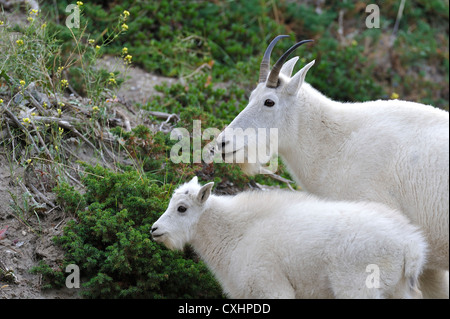 Eine Mutter Bergziege mit ihrem neuen Baby. Stockfoto