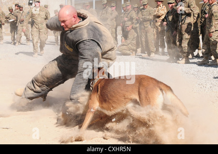 Command Sgt. Maj. David Inglis, 3 Infanterie Division Hauptsitz und Sitz Battalion command Sergeant Major, trägt einen Schutzanzug und wird durch eine militärische Arbeiten Hund während einer Demonstration der dogsâ€™ Fähigkeiten bei Kandahar Airfield, Sept. 29, 2012 angegriffen. Die militärische Arbeitshunde, von 3 Infanterie Division K-9 unit, werden für verschiedene Zwecke einschließlich Schnüffeln für explosive Rückstands und Militärs zu schützen. Stockfoto