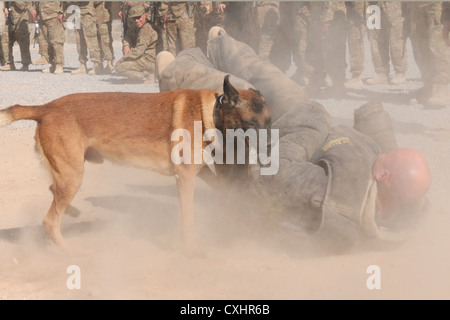 Command Sgt. Maj. David Inglis, 3 Infanterie Division Hauptsitz und Sitz Battalion command Sergeant Major, trägt einen Schutzanzug und wird durch eine militärische Arbeiten Hund während einer Demonstration der dogsâ€™ Fähigkeiten bei Kandahar Airfield, Sept. 29, 2012 angegriffen. Die militärische Arbeitshunde, von 3 Infanterie Division K-9 unit, werden für verschiedene Zwecke einschließlich Schnüffeln für explosive Rückstands und Militärs zu schützen. Stockfoto