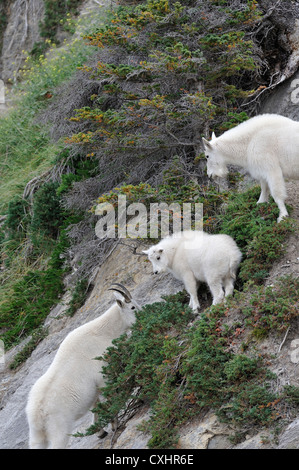 Drei Bergziegen. Stockfoto