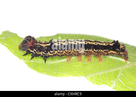 Schmetterling Raupe auf grünes Blatt Stockfoto