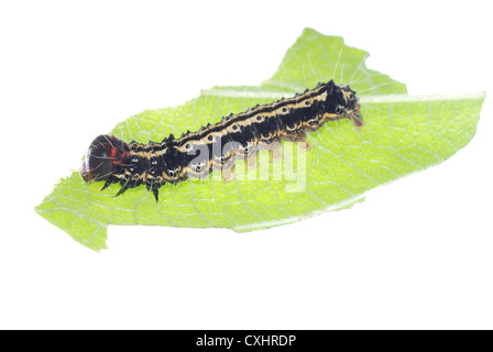 Schmetterling Raupe auf grünes Blatt Stockfoto